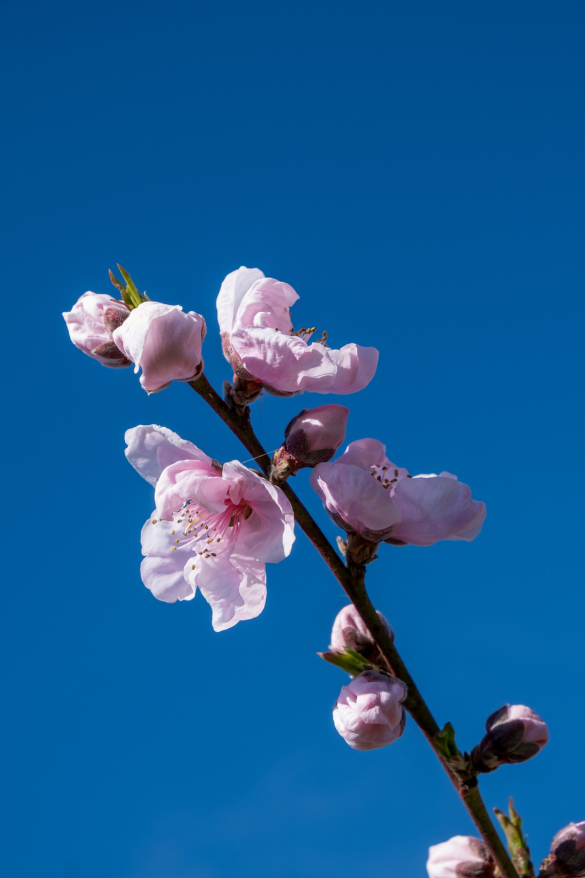 City Blossom photograph by GK3000 / photographer in barcelona, fotografo en barcelona