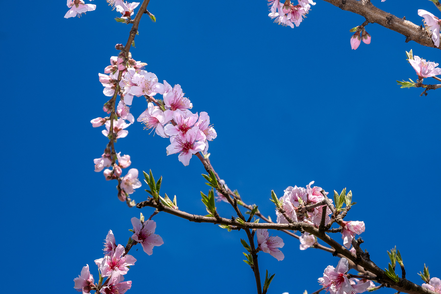 City Blossom photograph by GK3000 / photographer in barcelona, fotografo en barcelona