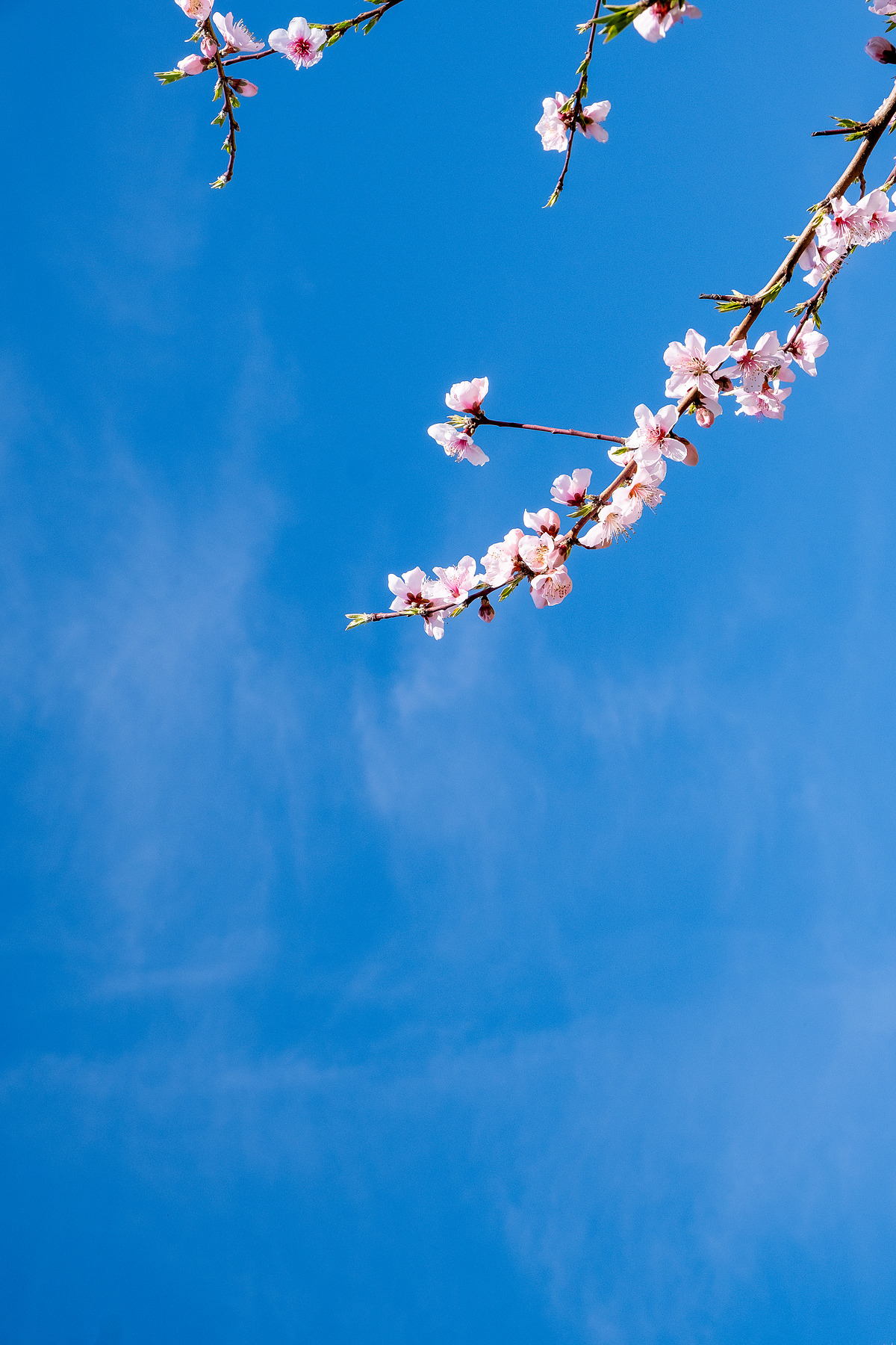 City Blossom photograph by GK3000 / photographer in barcelona, fotografo en barcelona