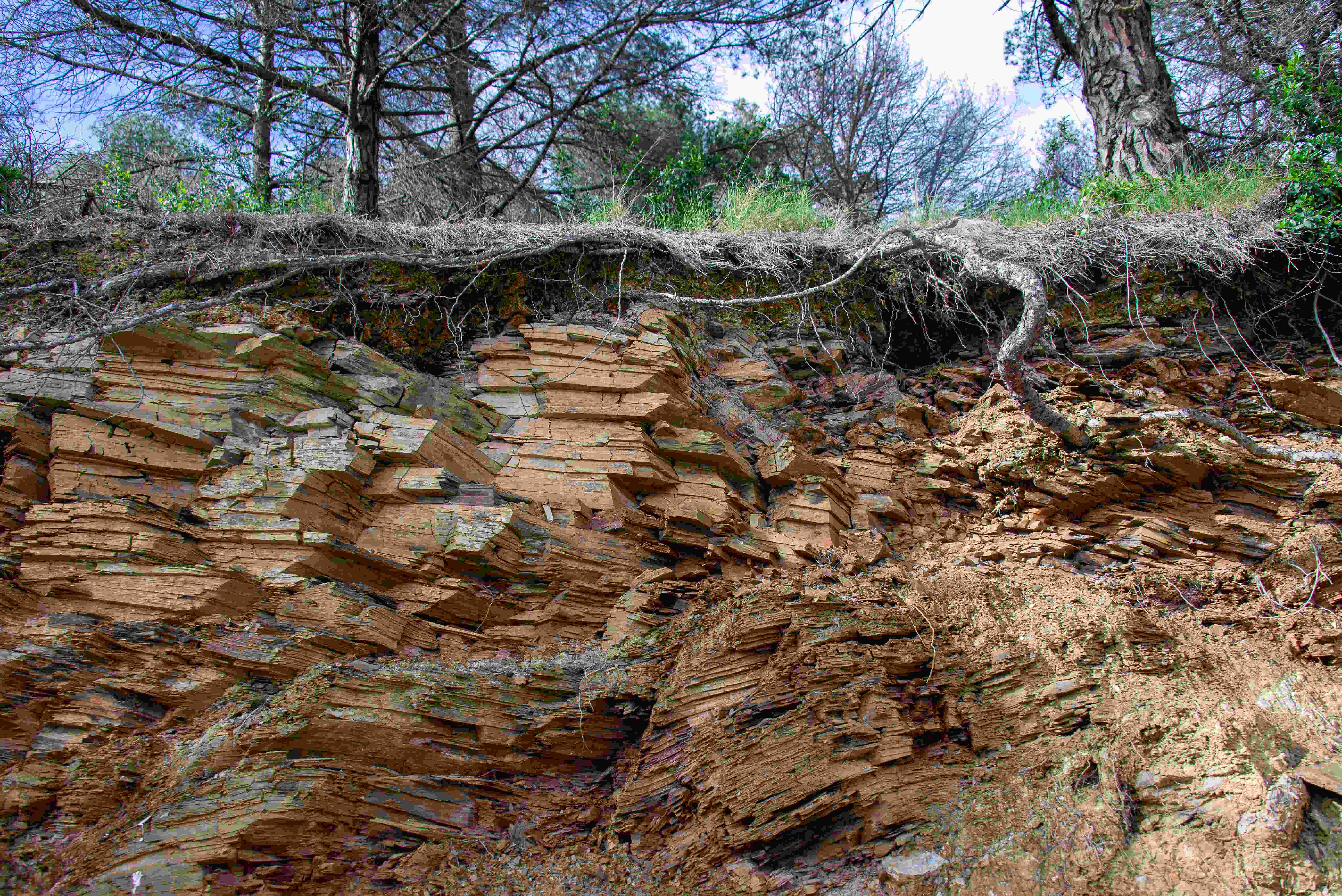 Pines and rocks photograph by GK3000