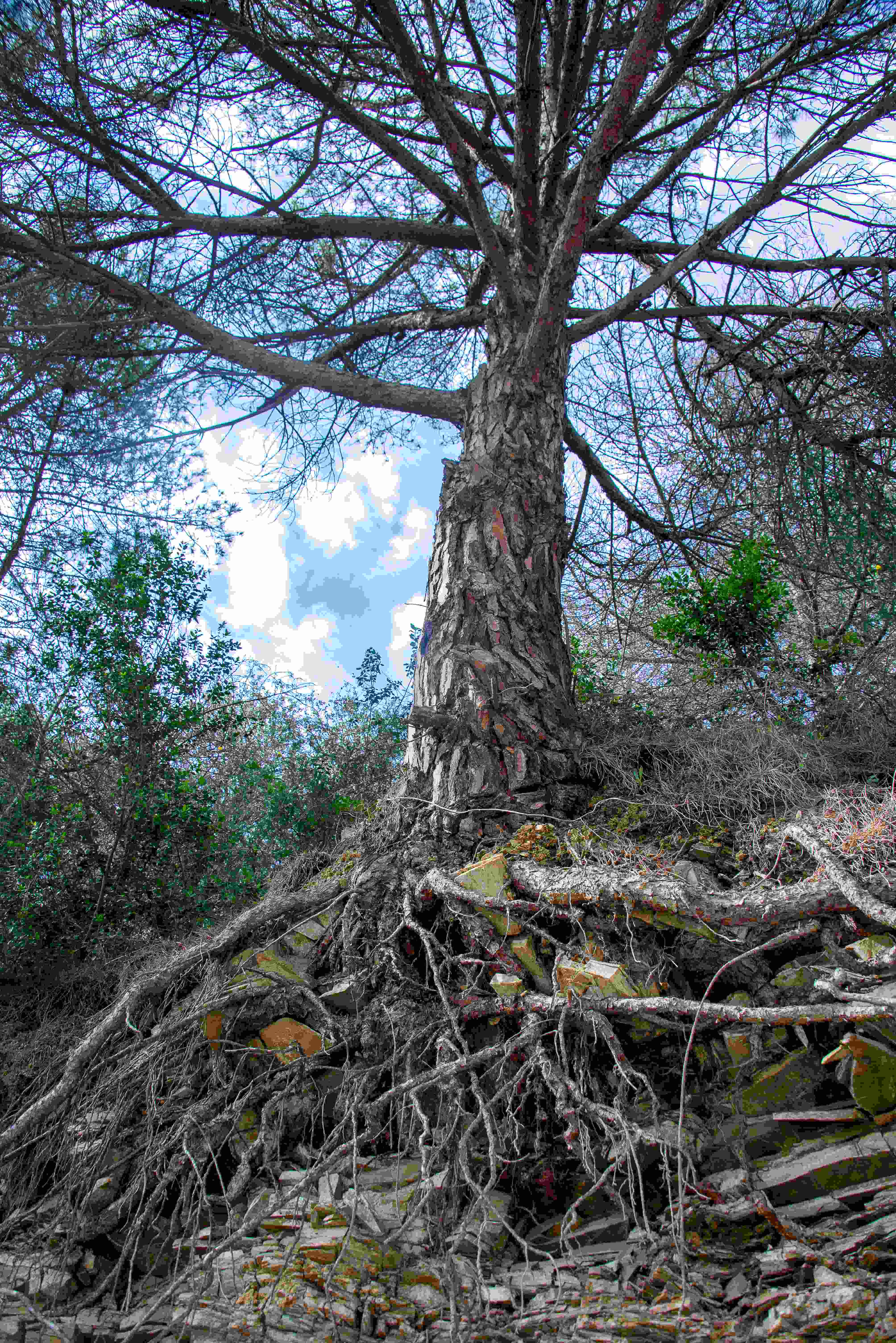 Pines and rocks photograph by GK3000