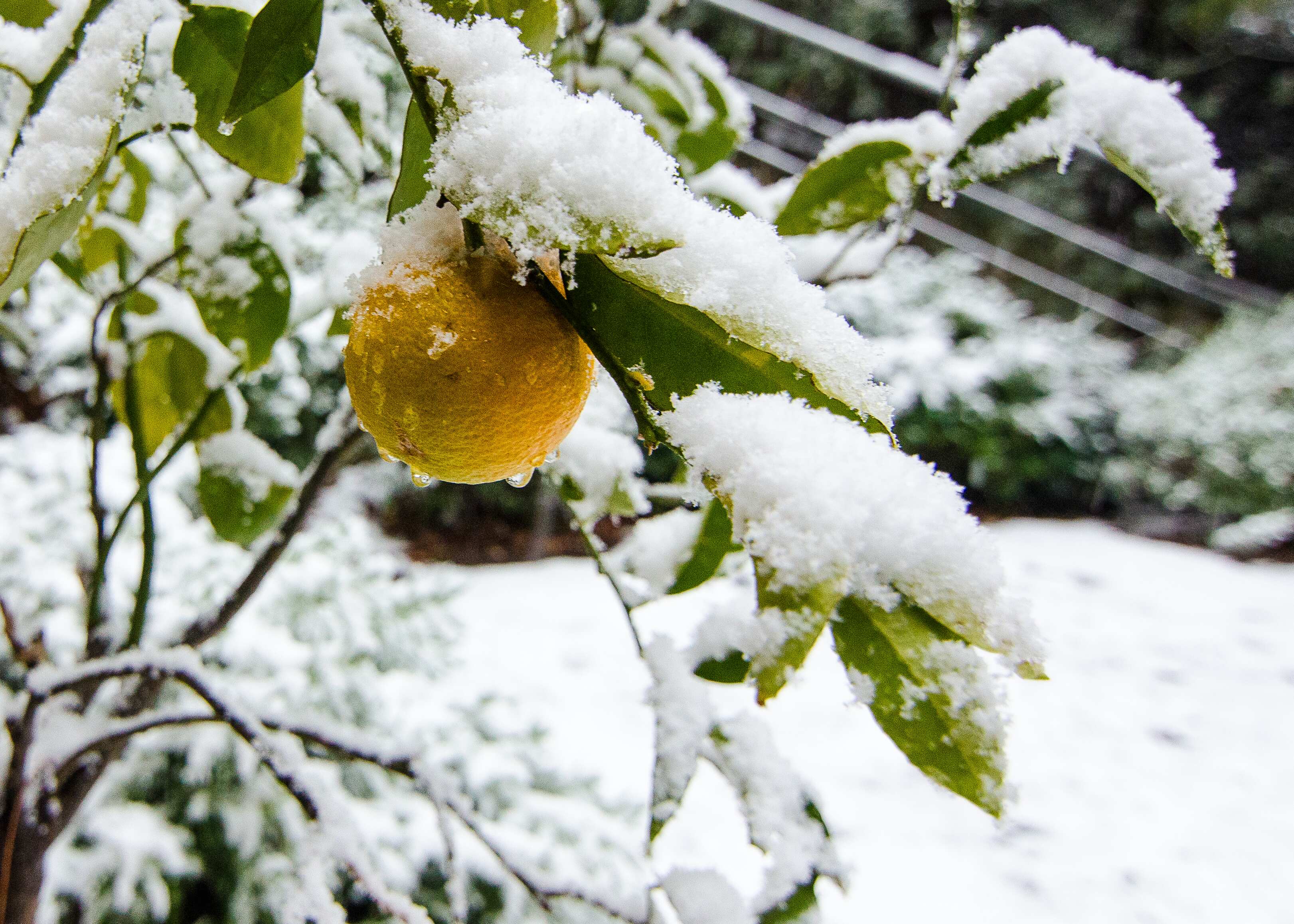 Ice ice lemon photograph by GK3000