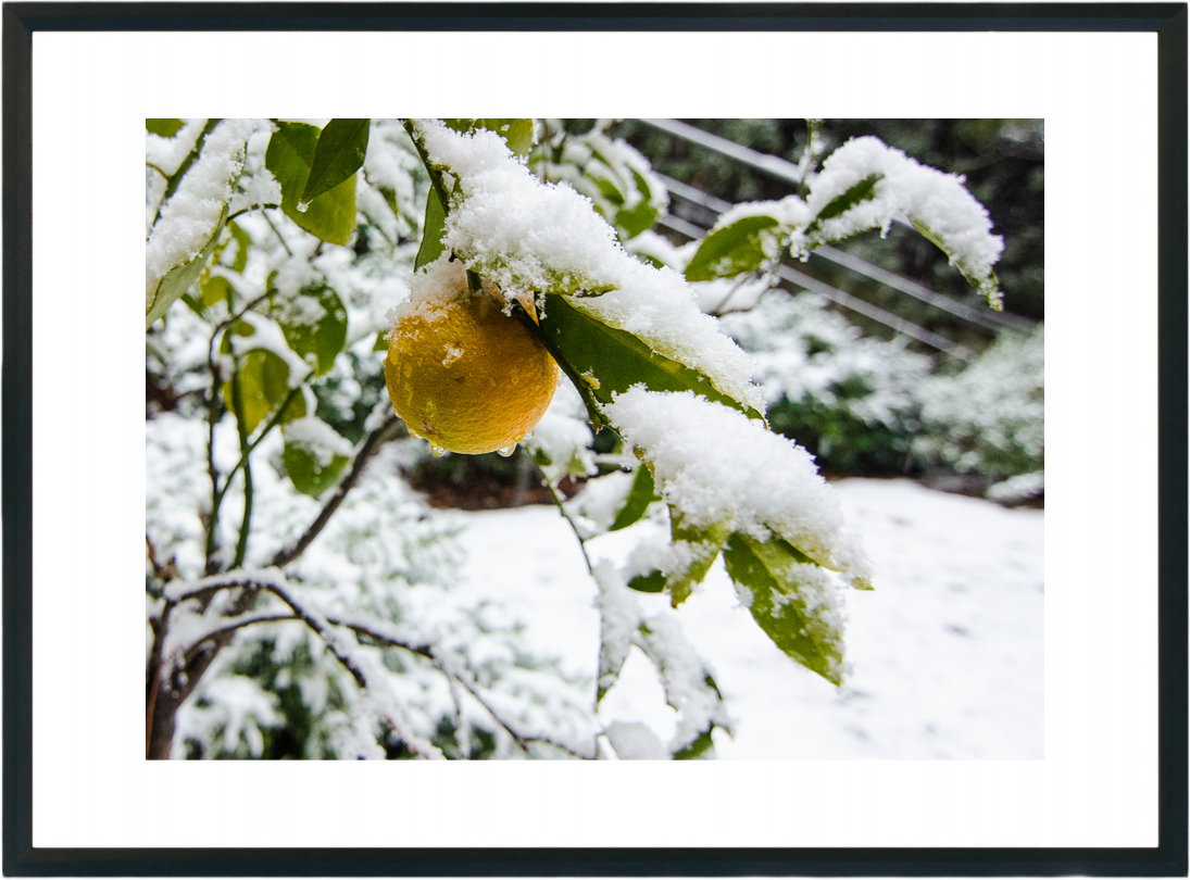 Ice ice lemon photograph by GK3000