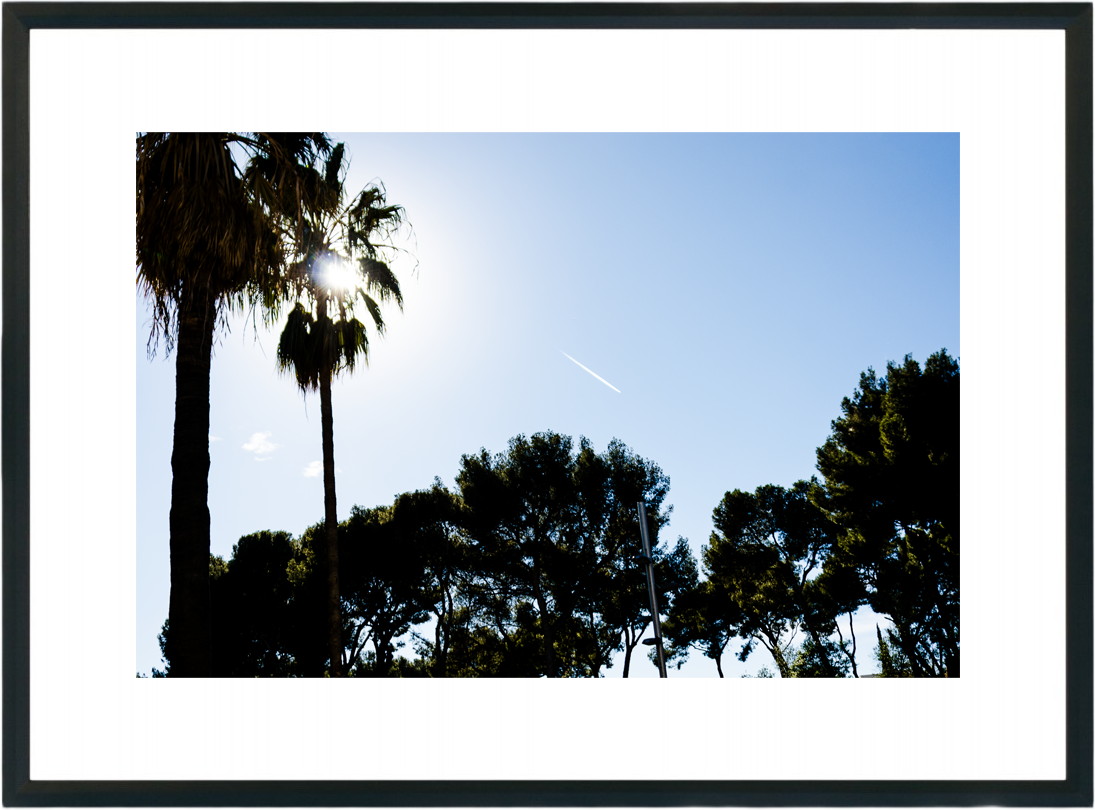 Palm pines photograph by GK3000