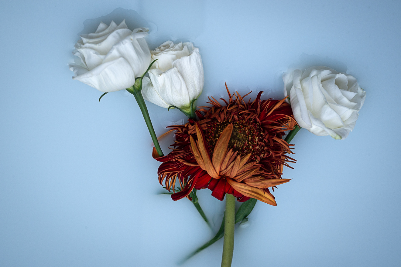 Young Love Will End photograph by GK3000