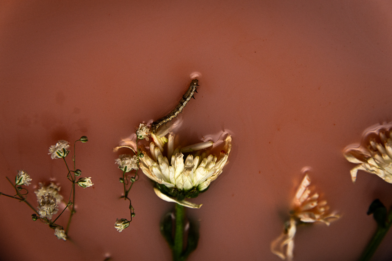 Young Love Will End photograph by GK3000